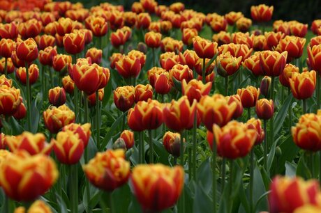 Tulpen 1