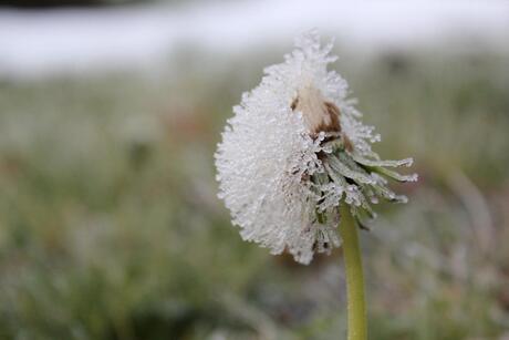 Paardebloem met ijs