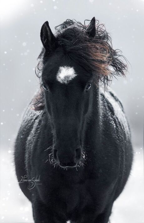 winter horse