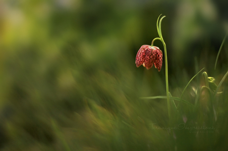 Wildflowers