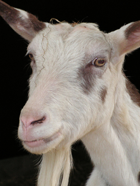 Op de kinderboerderij,