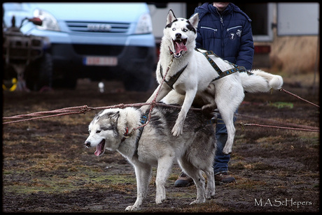 husky