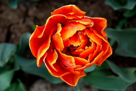 Tulp