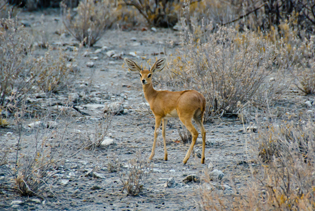 Namibië 10