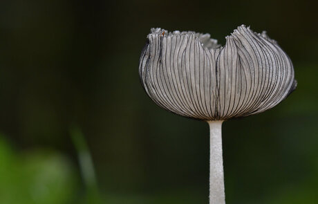 Coprinus Cinereus.