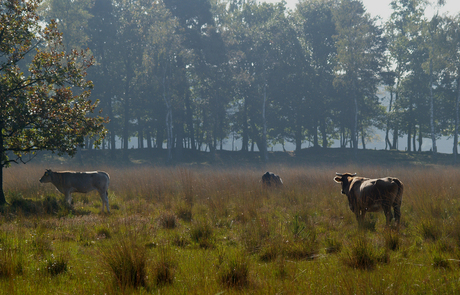 wij hoeven niet op stal