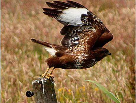 buizerd3