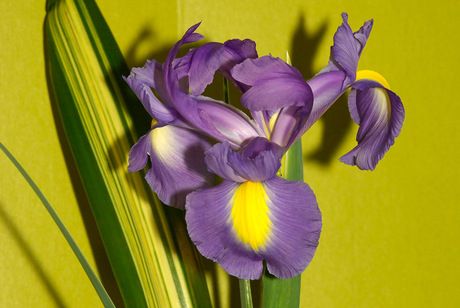 Iris