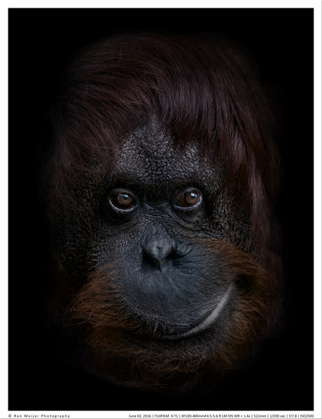 The orangutan alpha female