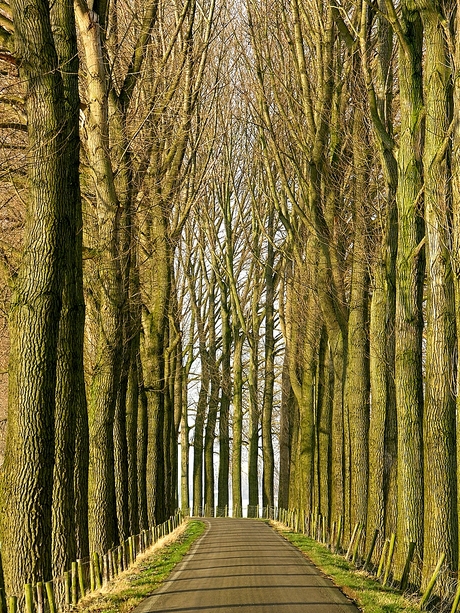 Rijtje bomen