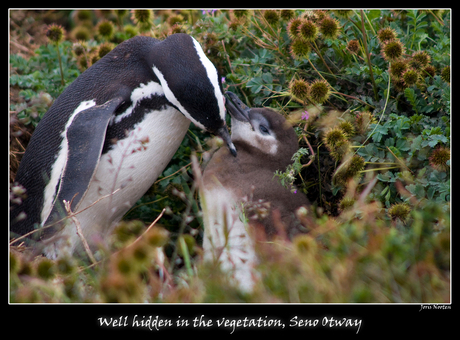 Pinguins in het groen