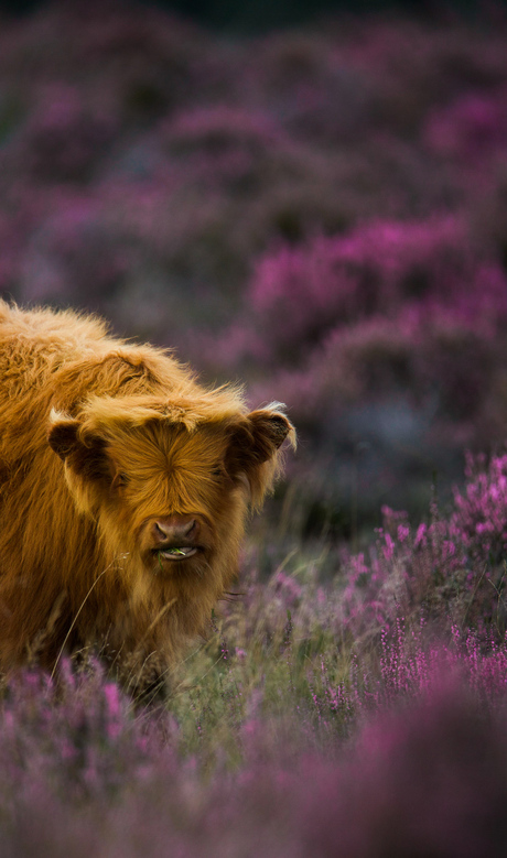 Schotse Hooglander