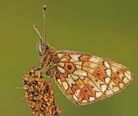 vlinder met druppels