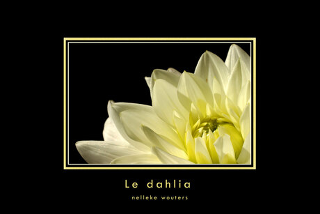 le dahlia