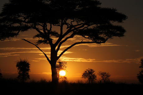 Serengeti sunrise