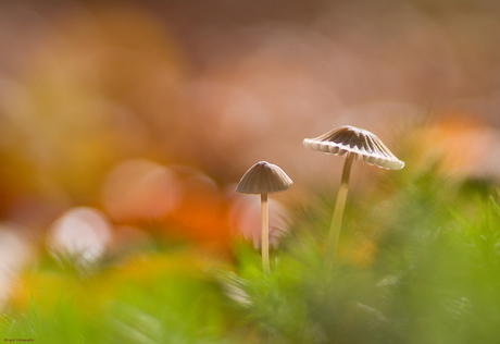 Autumn colors