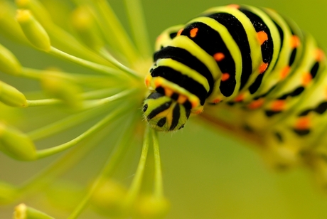 Koninginnepage op venkel