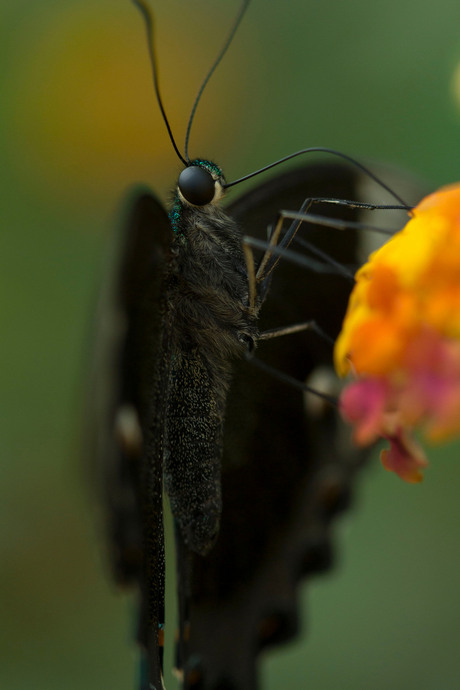 Papillo Palinurus