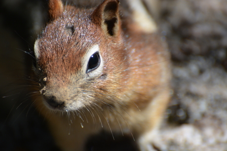 squirrel Canada