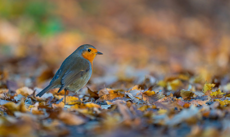 Tussen de herfstkleuren