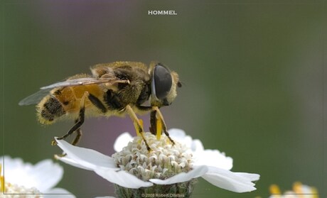 Hommel