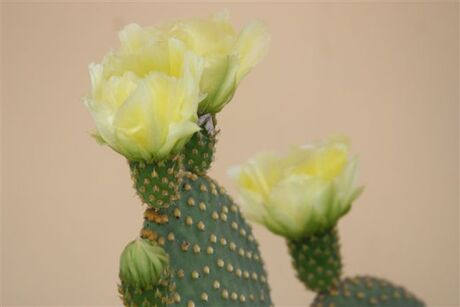 Deze cactusbloem bloeit maar een dag per jaar.