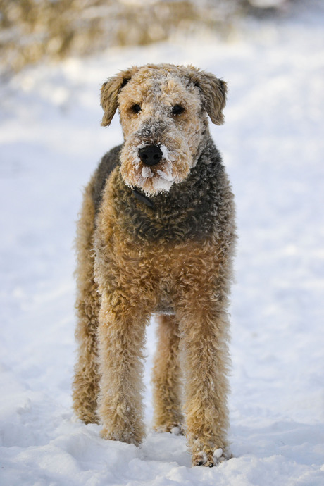 Bas onze Airedale Terrier