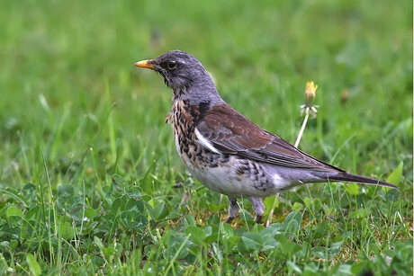 Kramsvogel