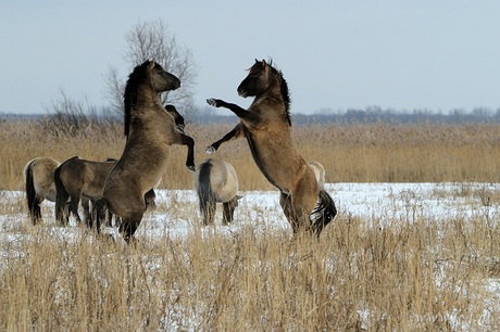 Konikpaarden