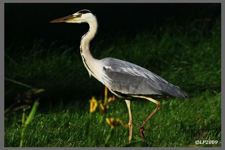 Reiger