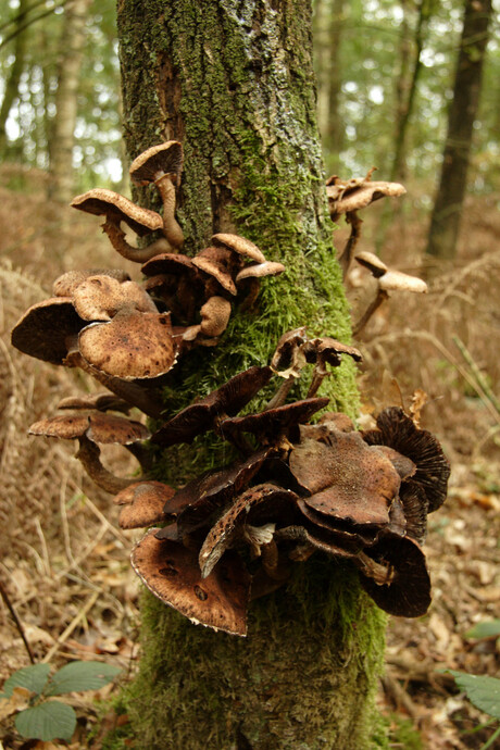 Paddenstoelen en hun gastheer