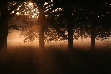 Zon,mist en bomen