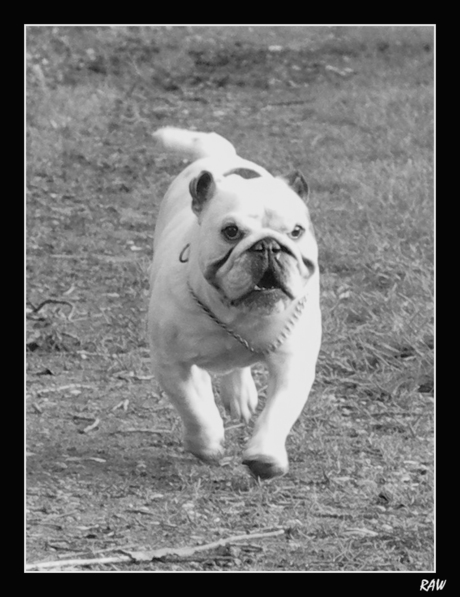 bulldog in actie