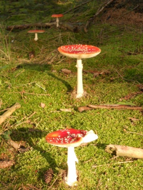 Herfst in Westerbork...