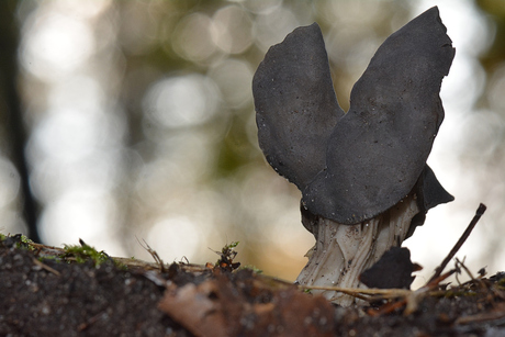 Zadelkluifzwam (Helvella Ephippium)