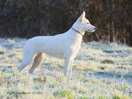 Zwitserse Witte Herder in bevroren ochtenddauw 2