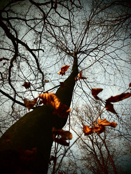 Branches of a tree