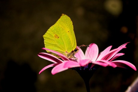 Vlindertje op Bloemetje