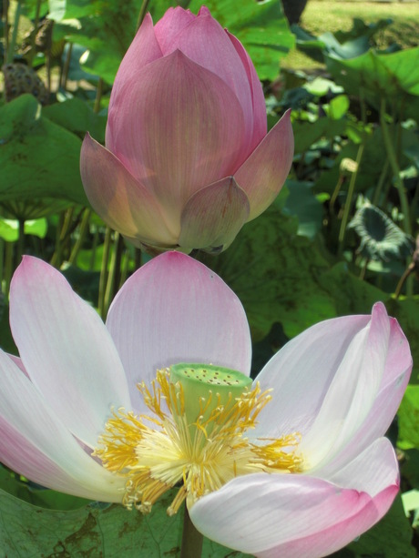 lotusbloem en knop