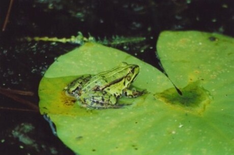 groene kikker