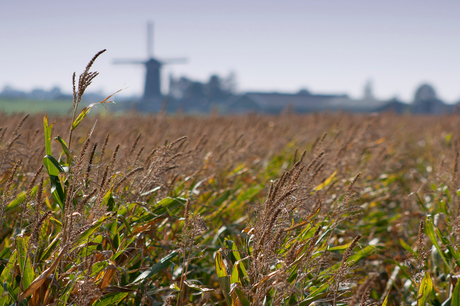 Lijkerpolder, Rijpwetering