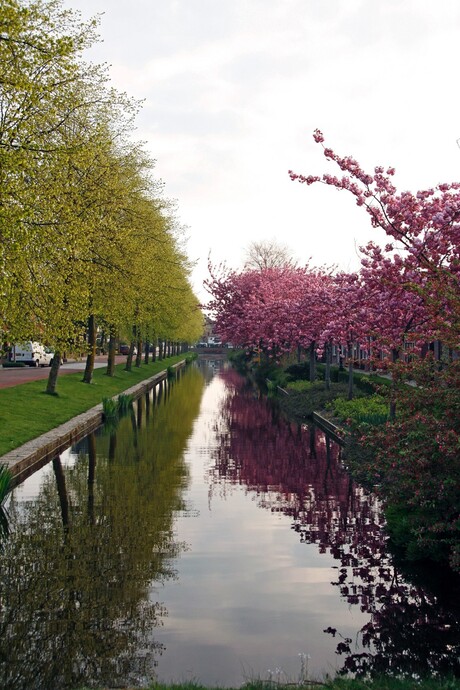 Voorjaar in Bodegraven