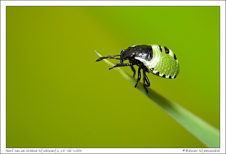 Groene Stinkwants, Nimf.