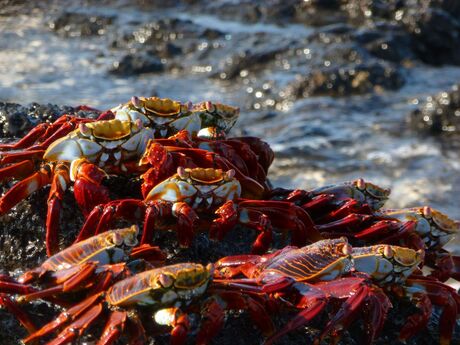 Sally Lightfoot Crab