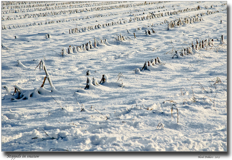 Stoppels in sneeuw .jpg