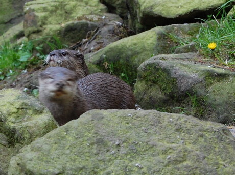 otters