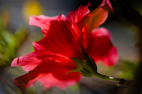 Hibiscus