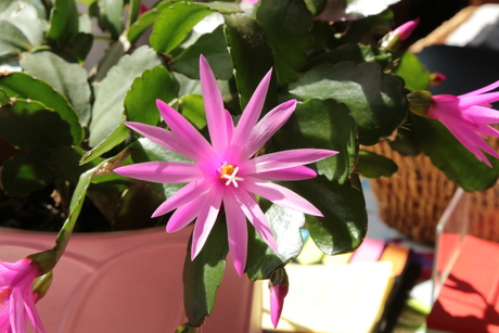 bloem van de lidcactus