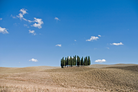 Cypressen in Italië