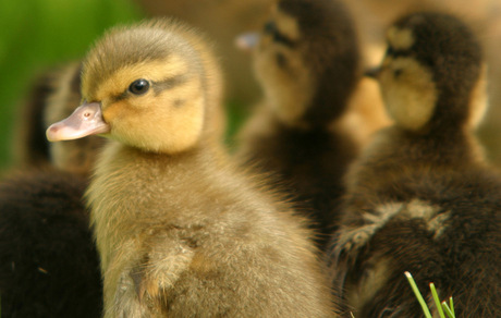 Jonge eendjes close-up